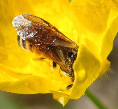 Corynis crassicornis